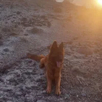 فروش سگ ژرمن شولاین کلاس A