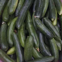 خیار خرد