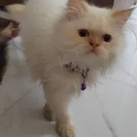 نر و ماده