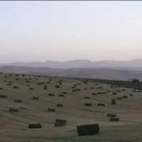 فروش‌یونجه