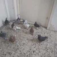 کفتر شهری سرور بهبهونی