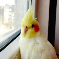 عروس هلندی نر