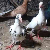 ابلغ. سفید. .زردمسفید.