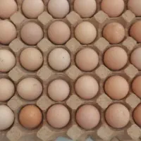 تخم مرغ محلی اورگانیک با خوراک سالم و طبیعی