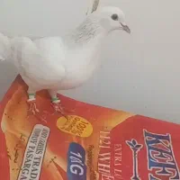 معاوضه با عروس یا کوتوله