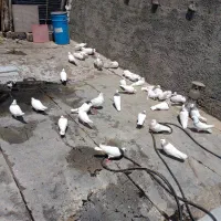 کبوتر طوقی