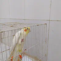 عروس هلندی