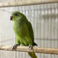 جوجه ملنگو نرم خور سرلاکی