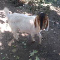 بز غاله ۵ماهه سرحال