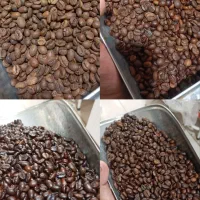 ۱۰۰ روبوستا پخش عمده