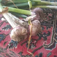سیر دشت مغان