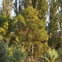 زمین مسکونی در روستای پکاجیک