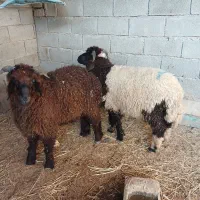 بره نر