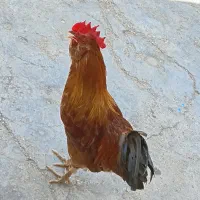 خروس محلی