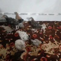 جوجه محلی