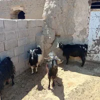گوسفند