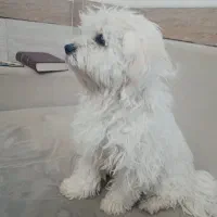 سگ پشمالو نر