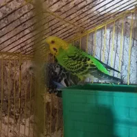 مرغ عشق و فنچ قلعه تل