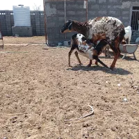 بره ی سه رنگ وبچه ی سه رنگ
