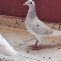 کبوتر پلاکی آلمانی مسافتی شهرستانی