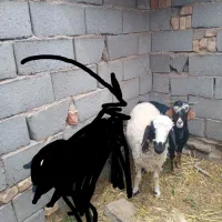 بره ماده و چبش و شیرمو خوسف