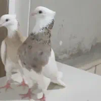 کبوتر