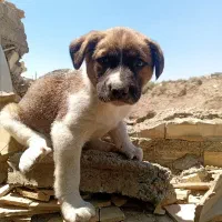 تول سگ سراب اصل