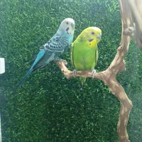 مرغ عشق نرو ماده مولد