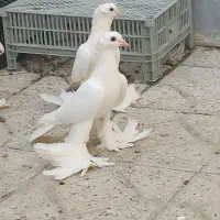 کبوتر کفتر پرنده