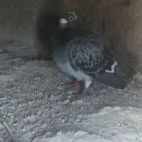 کبوتر
