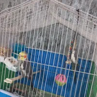 عروس هلندی