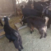 گوشت بزغاله شیری
