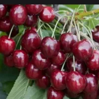 آلبالو درشت و ریز درجه یک آبدار ملس