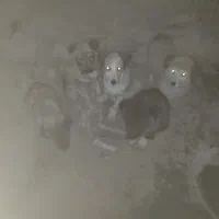 واگذاری  سگ نگهبانی