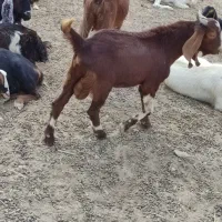 بز قاله نر (ساورین)