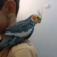 عروس هلندی دانه خور و آروم