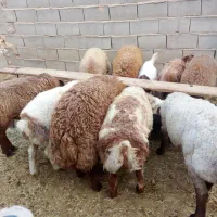 بره چاق درجه یک
