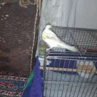 قناری  اهوازی