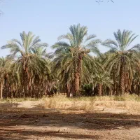 شاخه خشک نخل