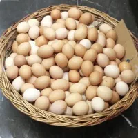 تخم مرغ محلی