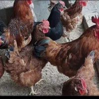 فروش مرغ و خروس محلی
