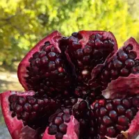 نهال ماریا بی نظیر ترین نهال اناردنیا گلدانی آماده