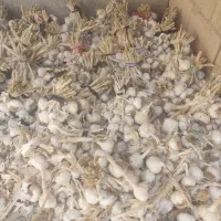 سیر محلی ابیز