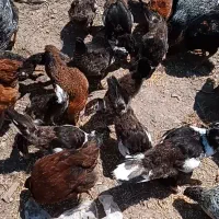 اردک اسرائیلی  جوان ۳ ماه....