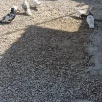 کفتر|پرنده|شیراز, بازار|دیوار