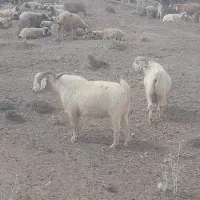 نری کهره چپش