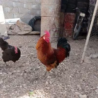 خروس