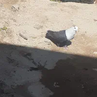 خودکار طرح کفتر