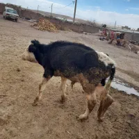 فروش گاونرسیمینتال