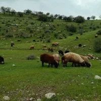 فروش فوری میش وبره